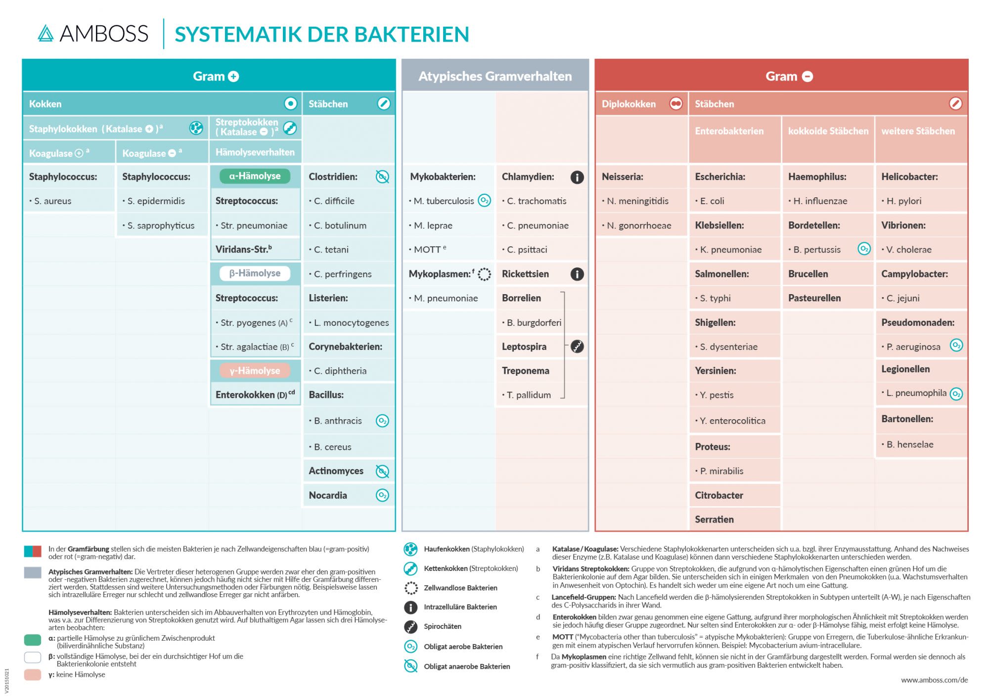 Systematik der Bakterien_AMBOSS Wissens-Hub